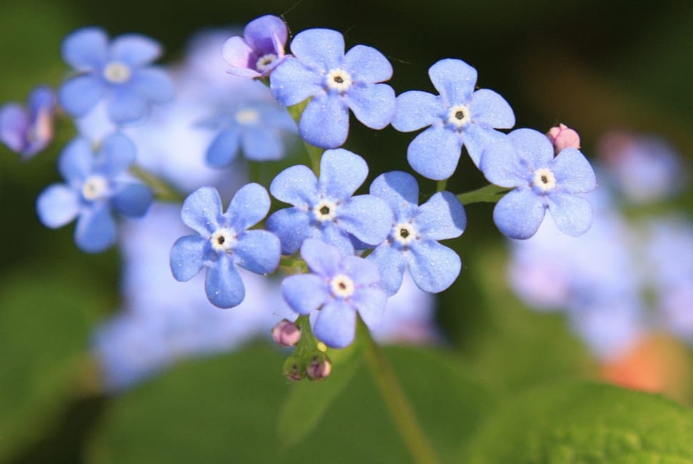 blue 5 petal flowers preview