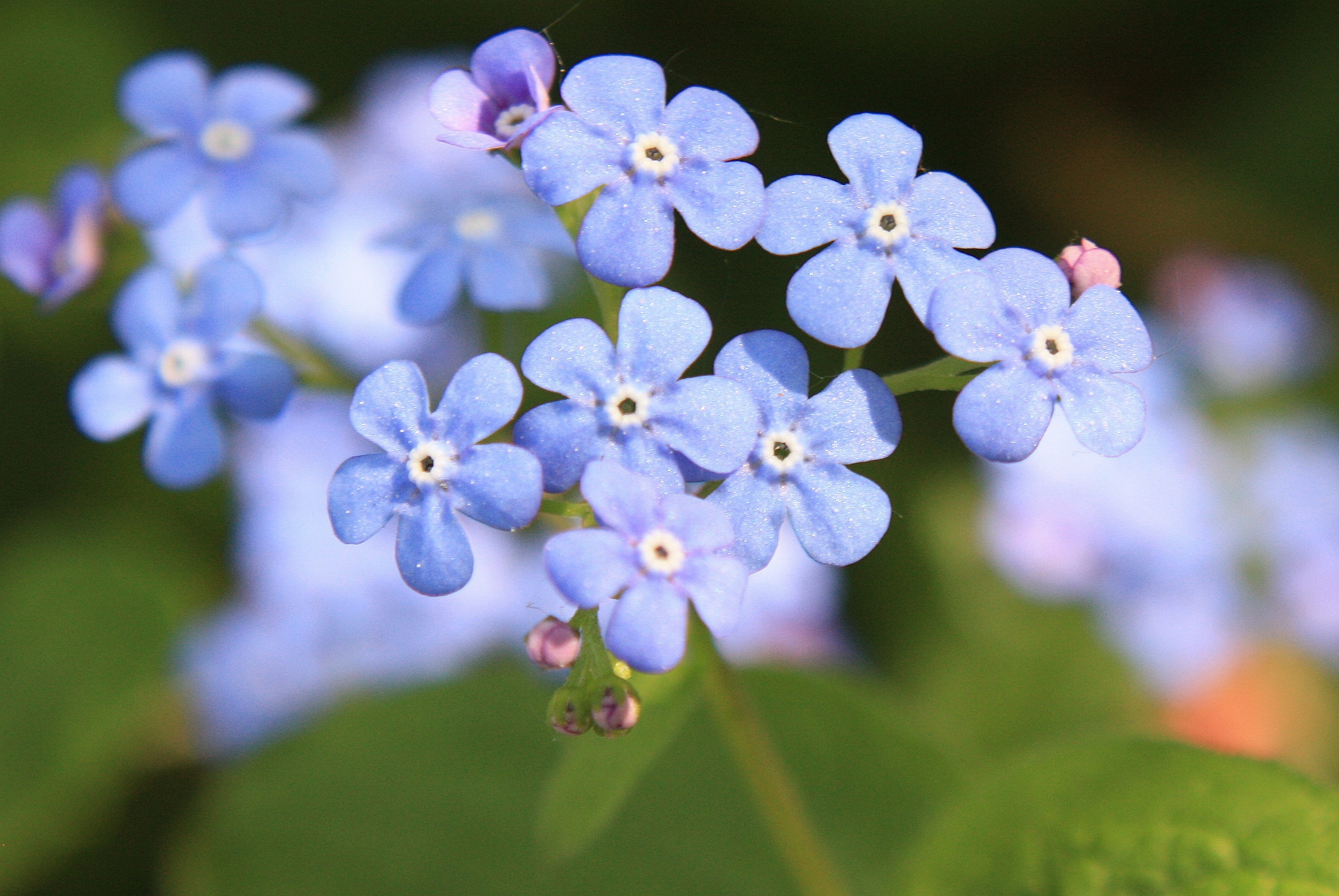 blue 5 petal flowers
