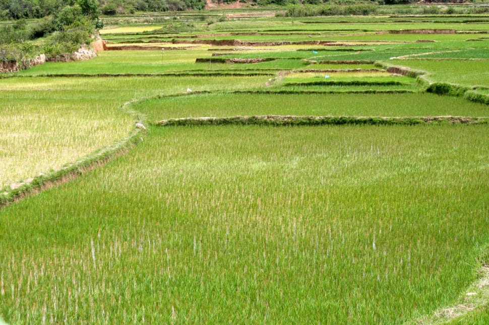 green rice field preview