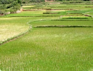 green rice field thumbnail
