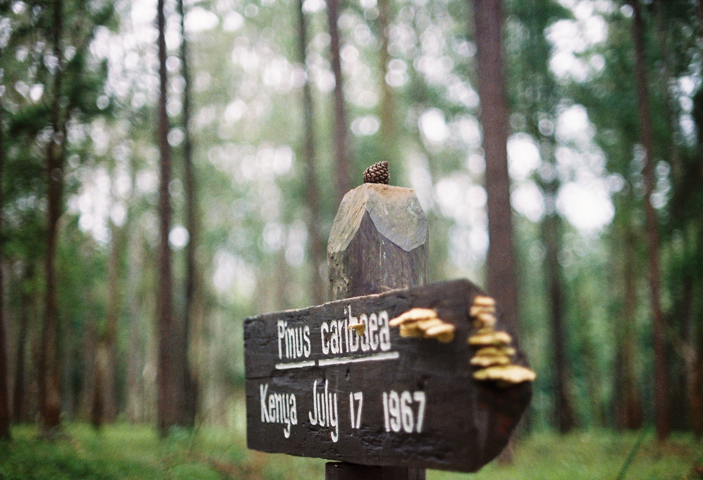 focus photography of pinus caribaea july 17 1967 signboard
