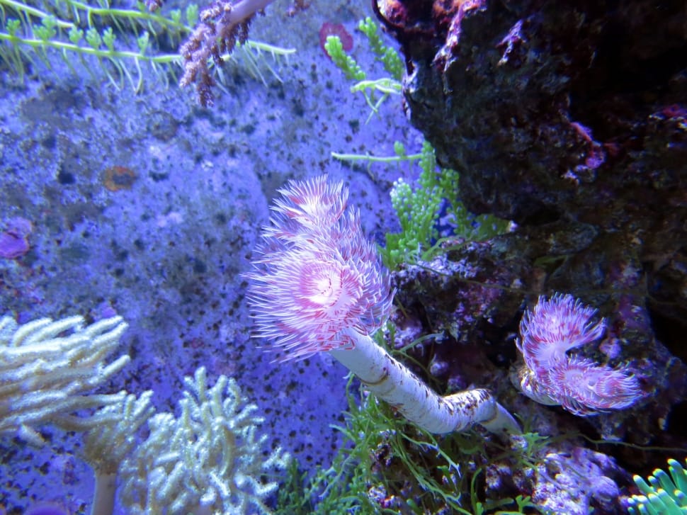 purple white and green coral reefs preview