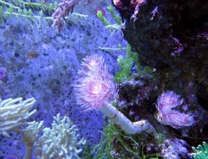 purple white and green coral reefs thumbnail