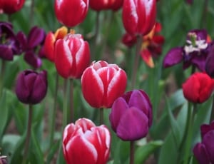 red and purple petaled flowers thumbnail