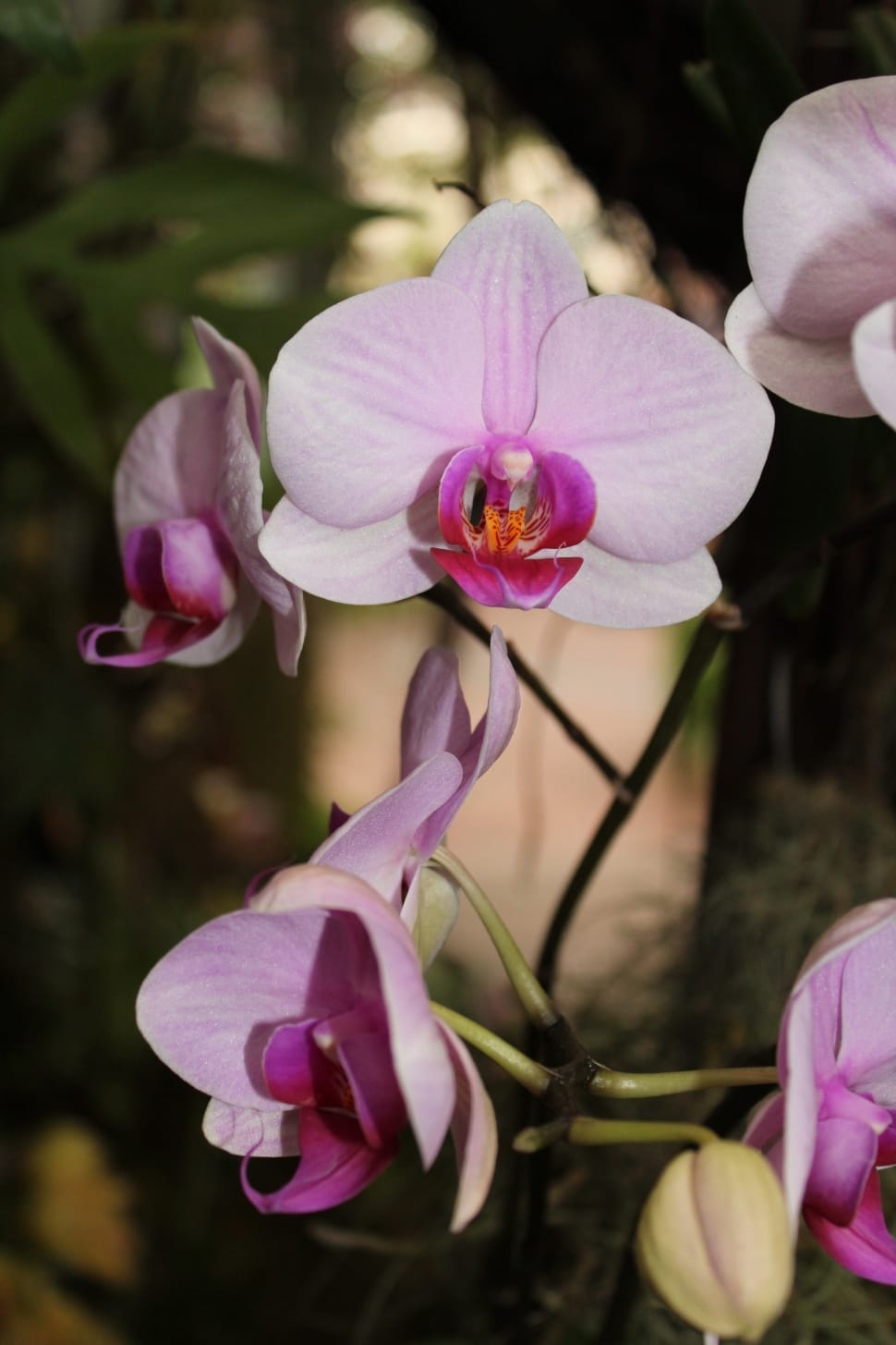 pink and purple orchid preview