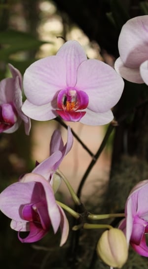 pink and purple orchid thumbnail