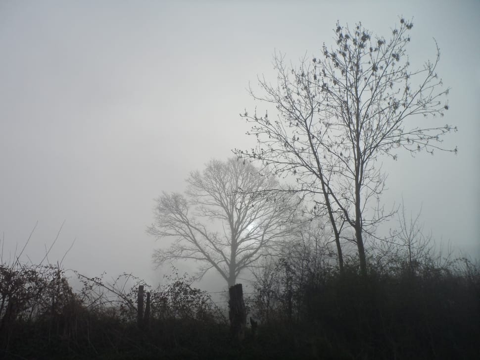 gray scale photo of trees preview