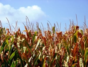 corn plant thumbnail