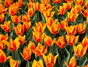 orange and yellow tulips painting thumbnail