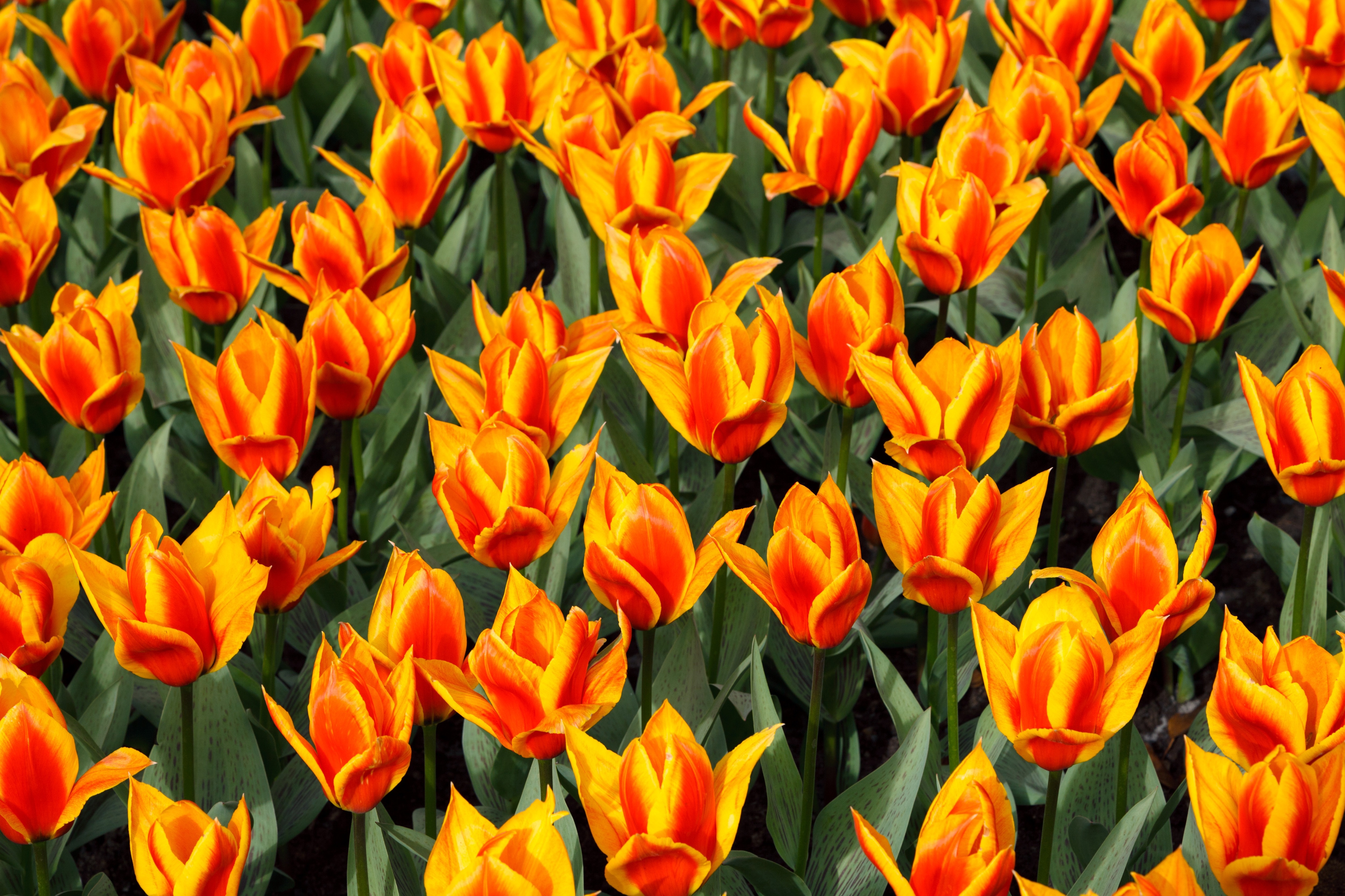 orange and yellow tulips painting