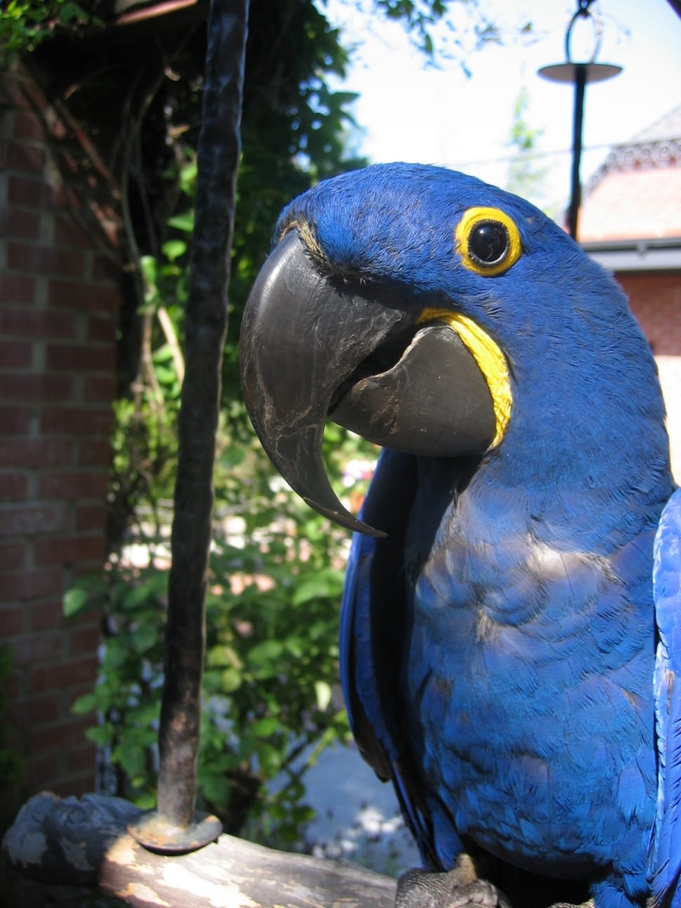 blue and yellow parrot preview