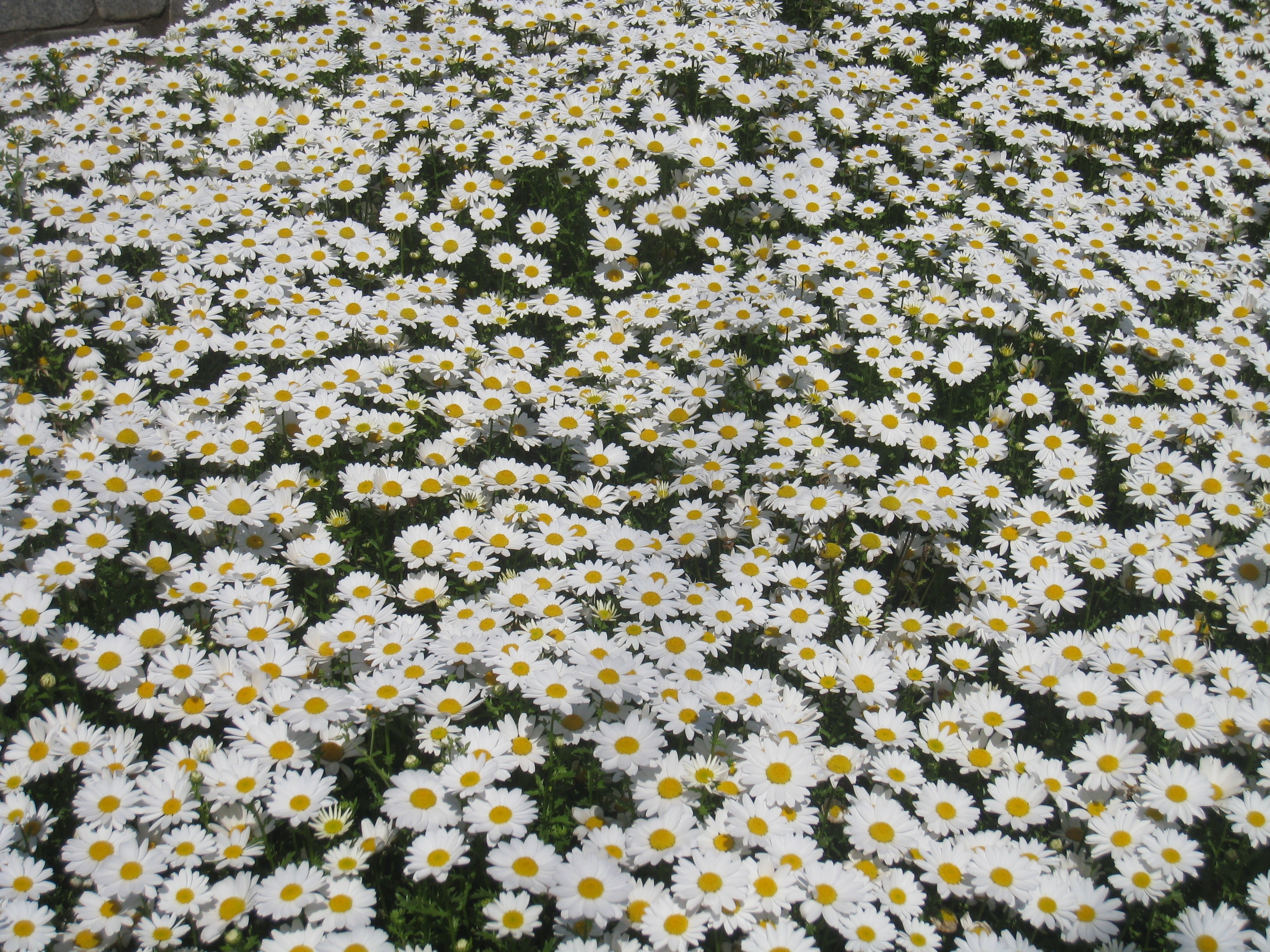 white daisy flowers