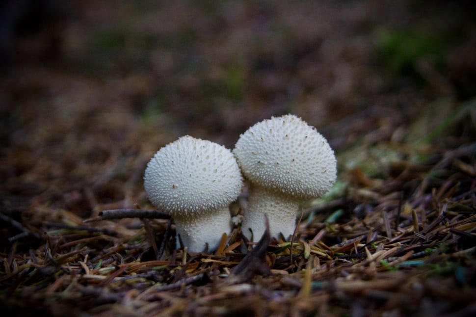two white mushrooms  photography preview