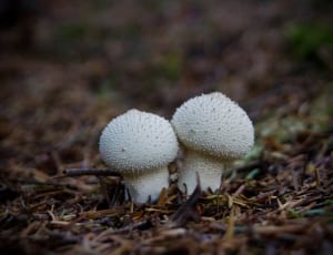 two white mushrooms  photography thumbnail