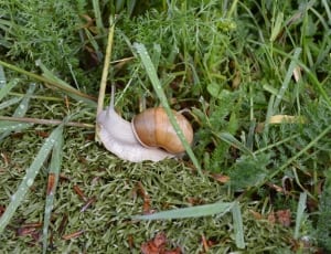 gray and brown snail thumbnail