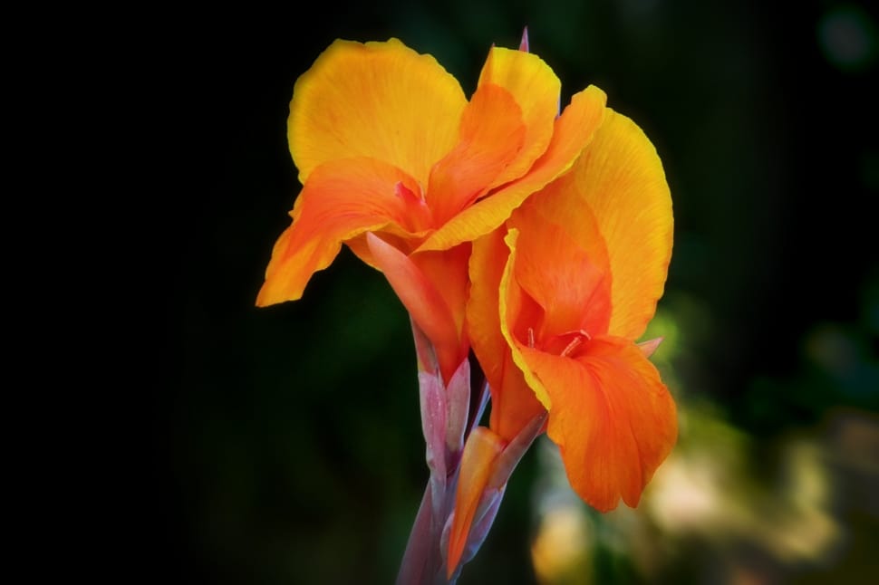 yellow orange petaled flower preview