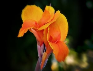 yellow orange petaled flower thumbnail