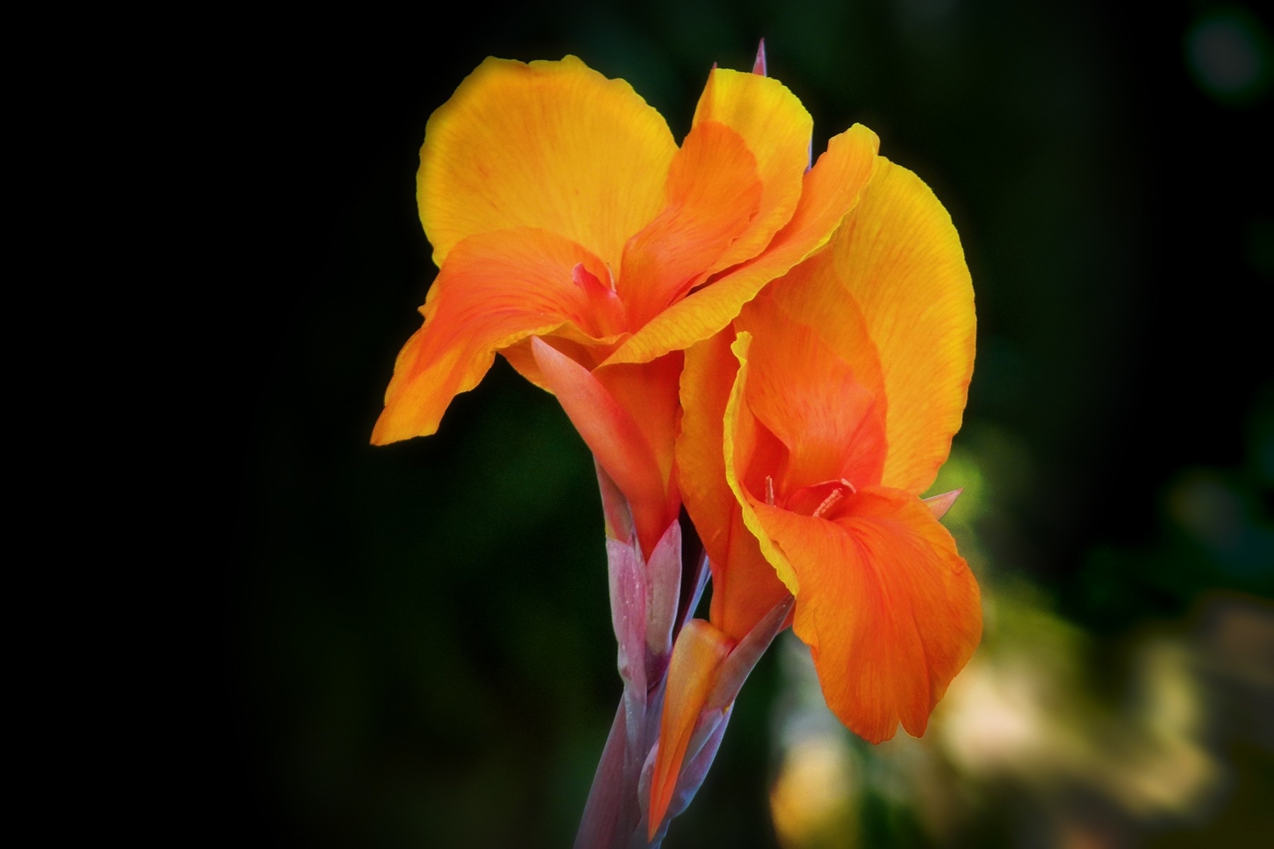 yellow orange petaled flower