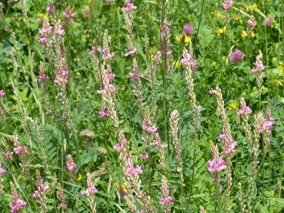 pink vervain preview