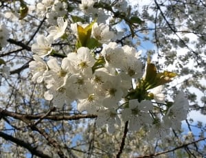 white cherry blossom flowers thumbnail