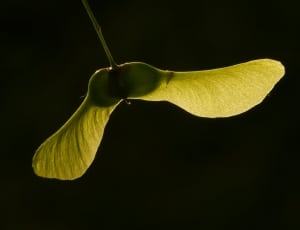 macro shot photography of green leaf thumbnail