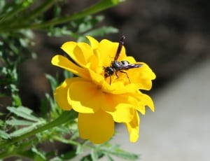 black and yellow hornet thumbnail
