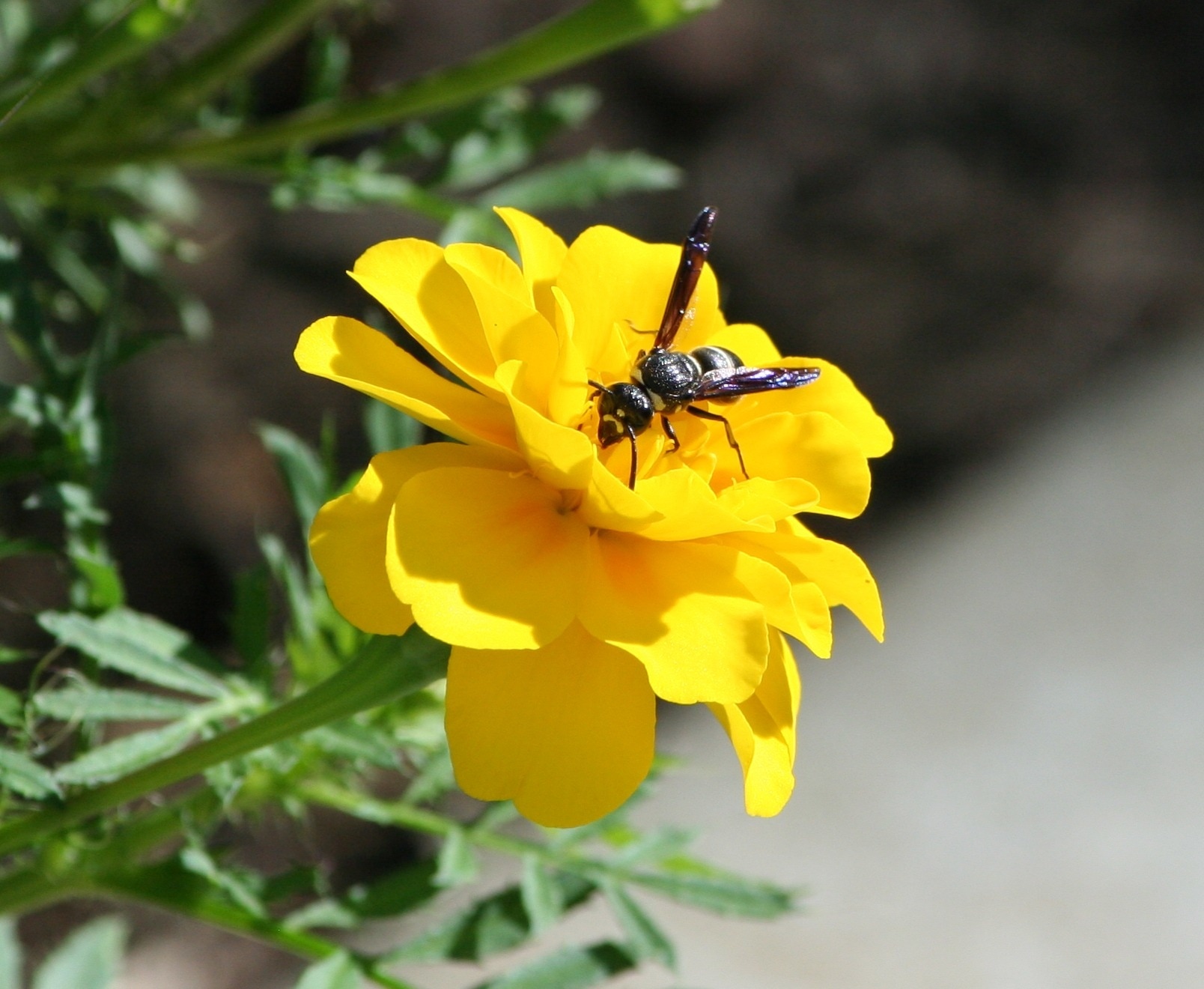 black and yellow hornet