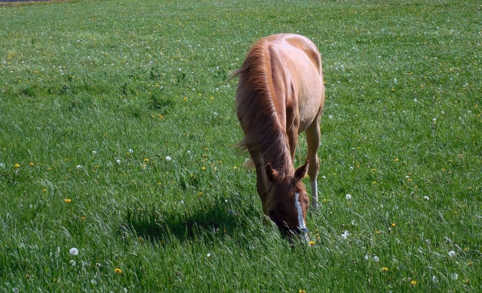 brown horse eating grass during daytime preview