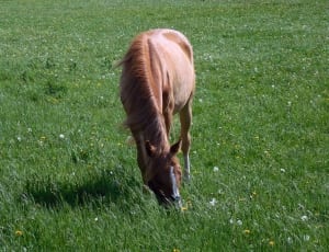 brown horse eating grass during daytime thumbnail