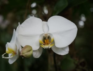 white orchid flower thumbnail