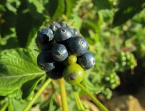 blue and green round fruits thumbnail