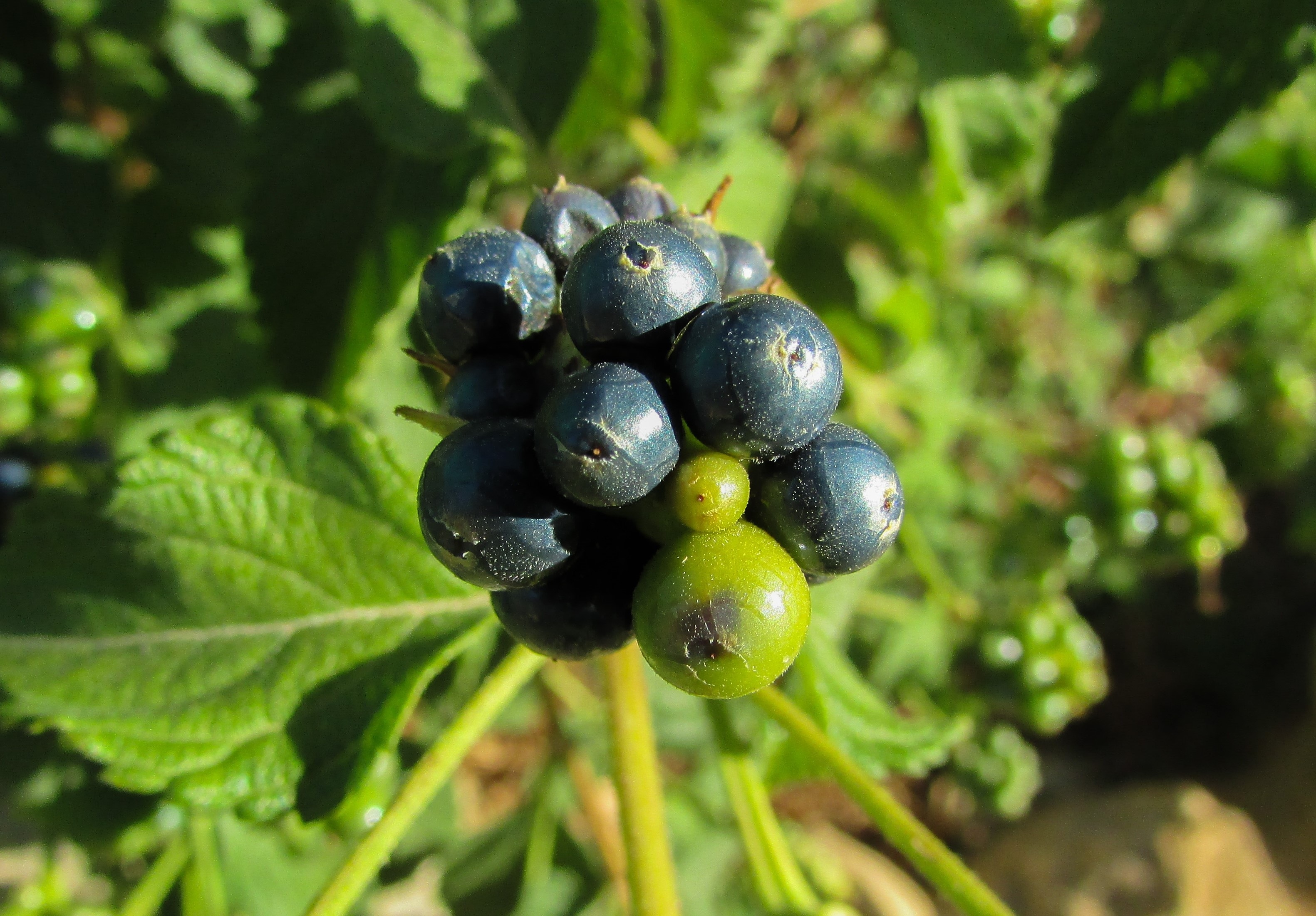 blue and green round fruits