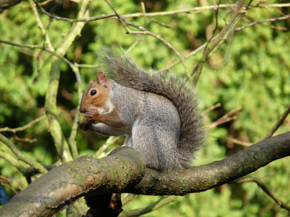 shallow focus photography of grey squirrel on tree brunch during daytime preview