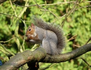 shallow focus photography of grey squirrel on tree brunch during daytime thumbnail