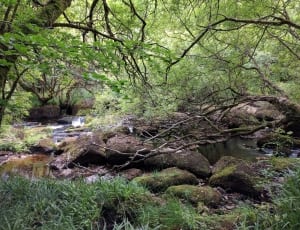 brown rocks in stream surrounded by trees thumbnail