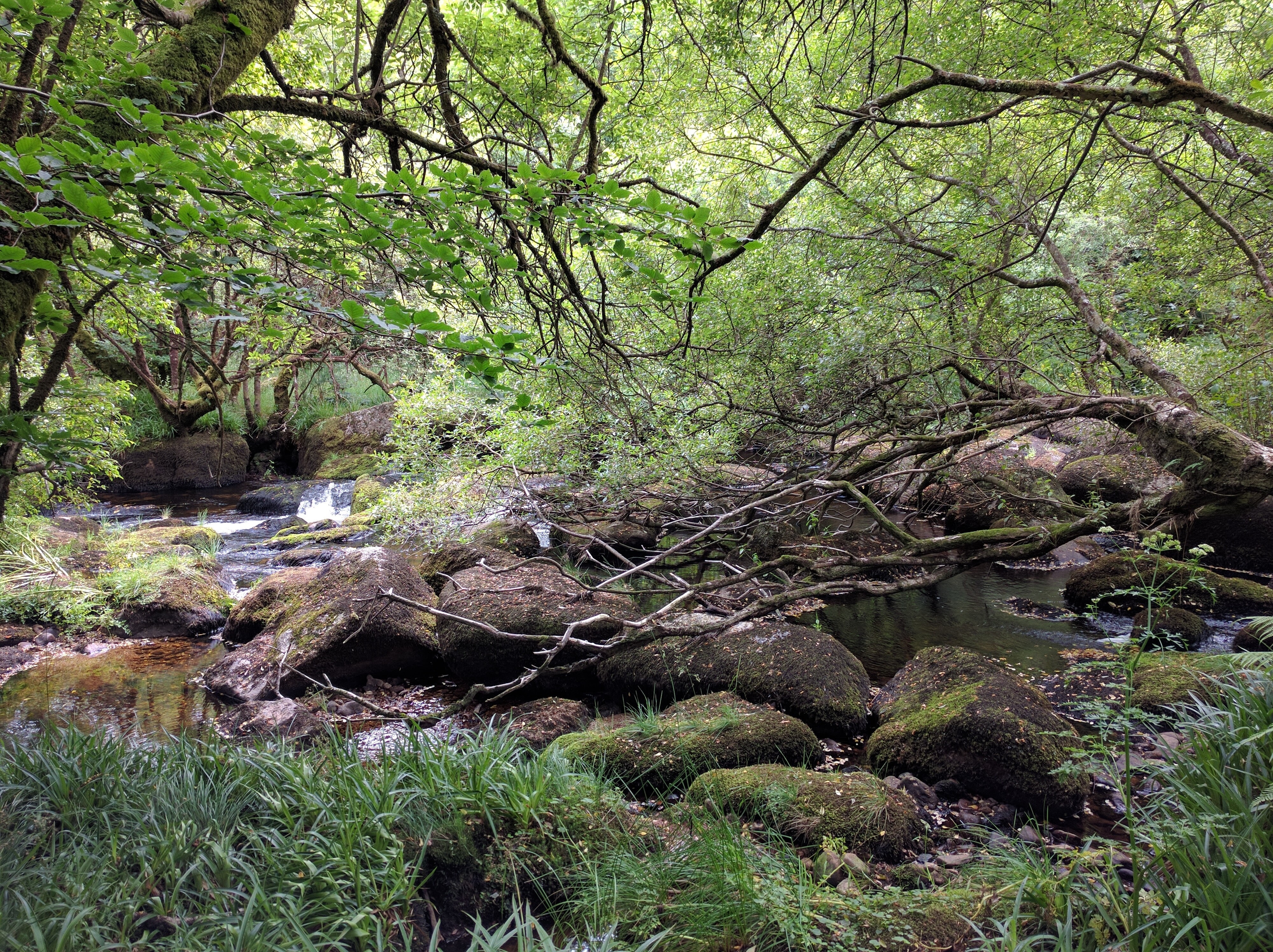 brown rocks in stream surrounded by trees