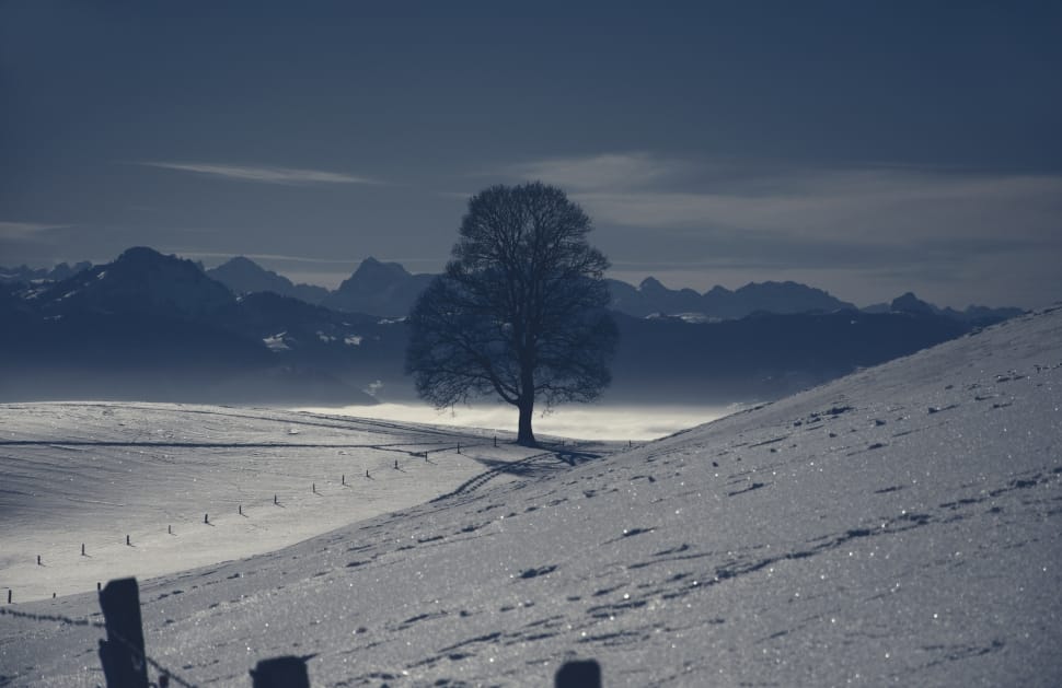 tree in a snowfield with mountain background during day time preview