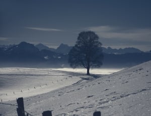 tree in a snowfield with mountain background during day time thumbnail