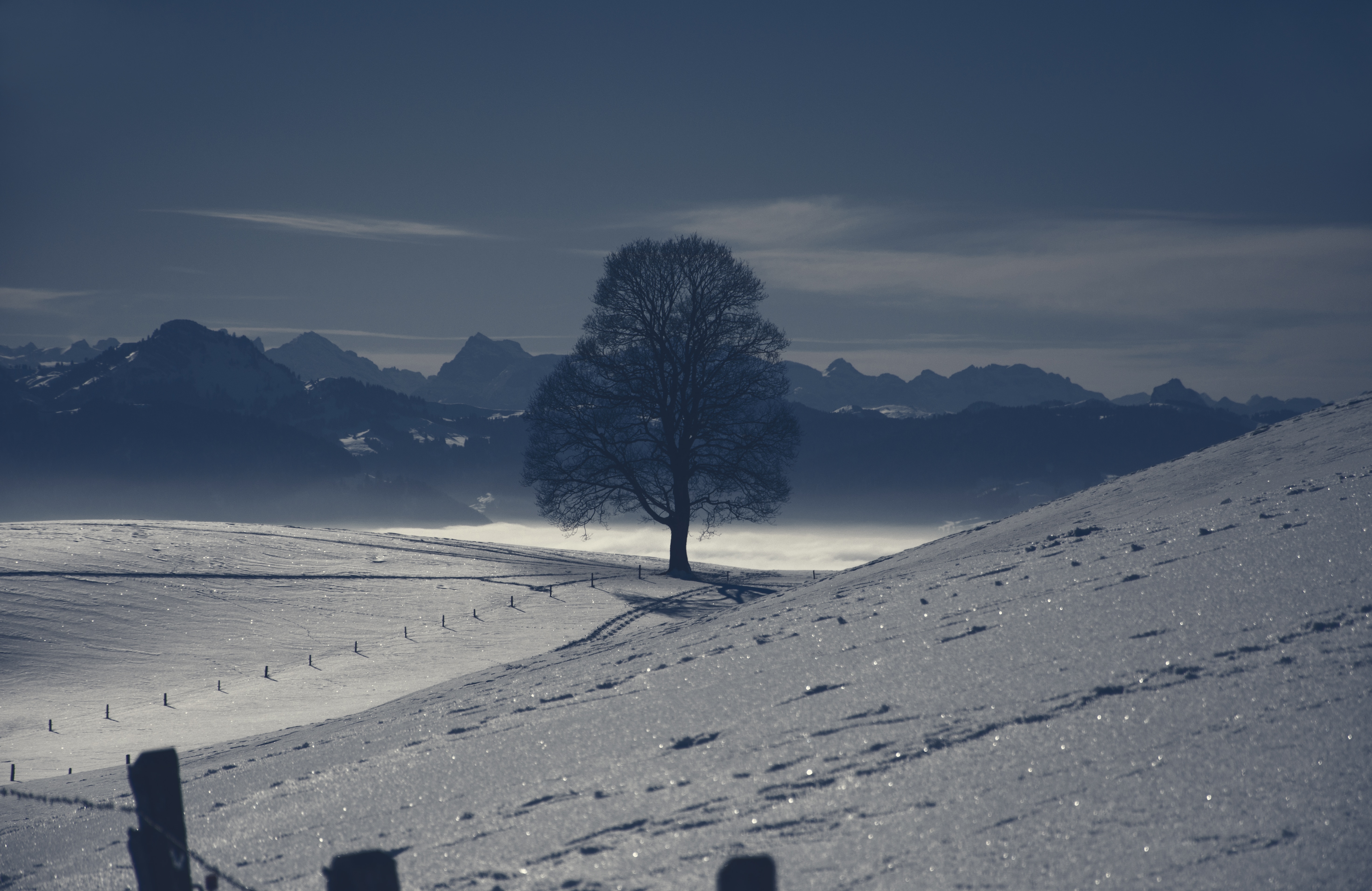 tree in a snowfield with mountain background during day time