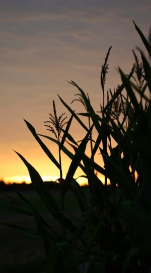 silhouette of plant during sunset thumbnail