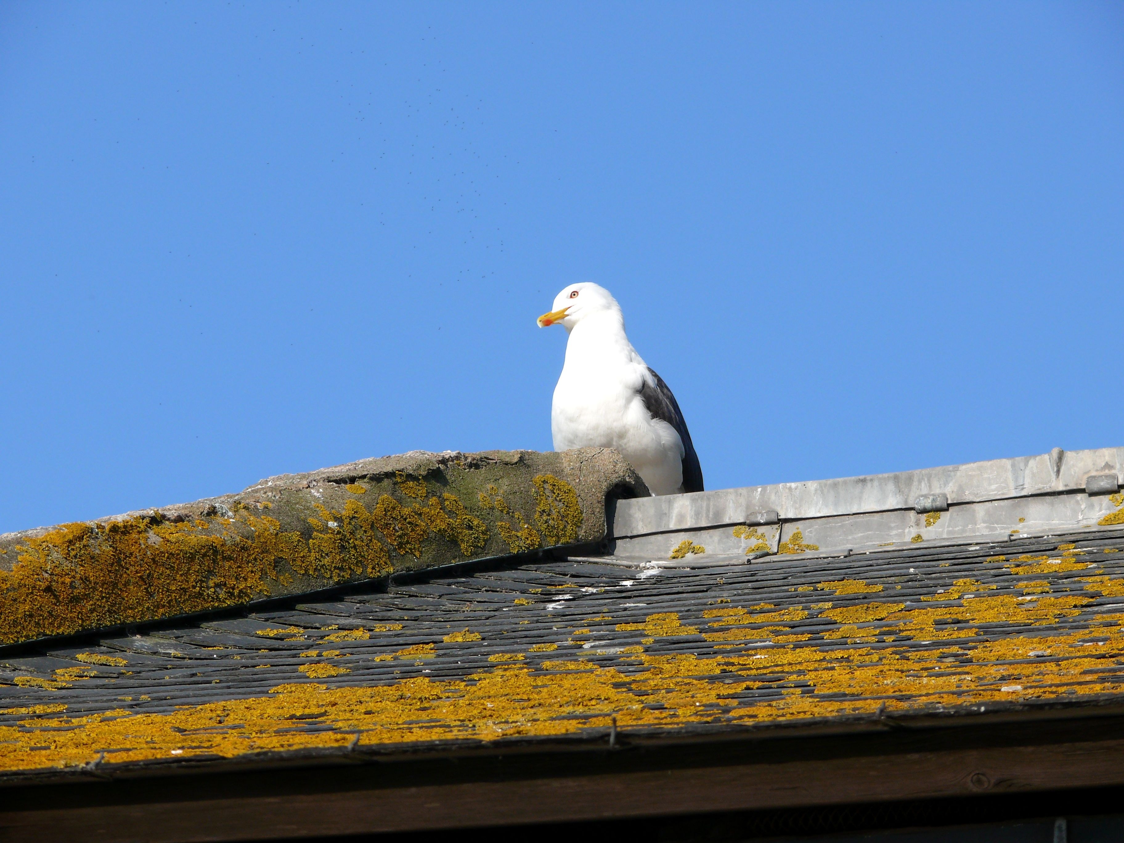 Bird, Roof, Mont Saint Michel, France, one animal, animal wildlife