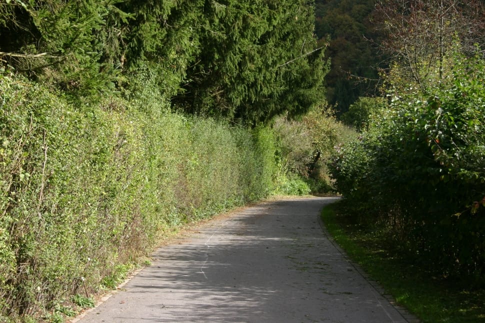 concrete pathway surrounded with green plants preview