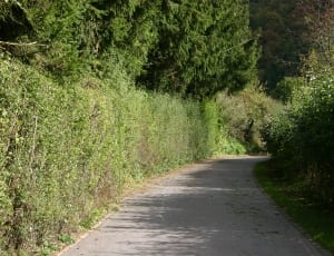 concrete pathway surrounded with green plants thumbnail