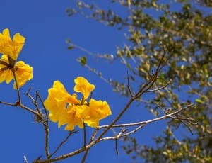 2 yellow flowers thumbnail