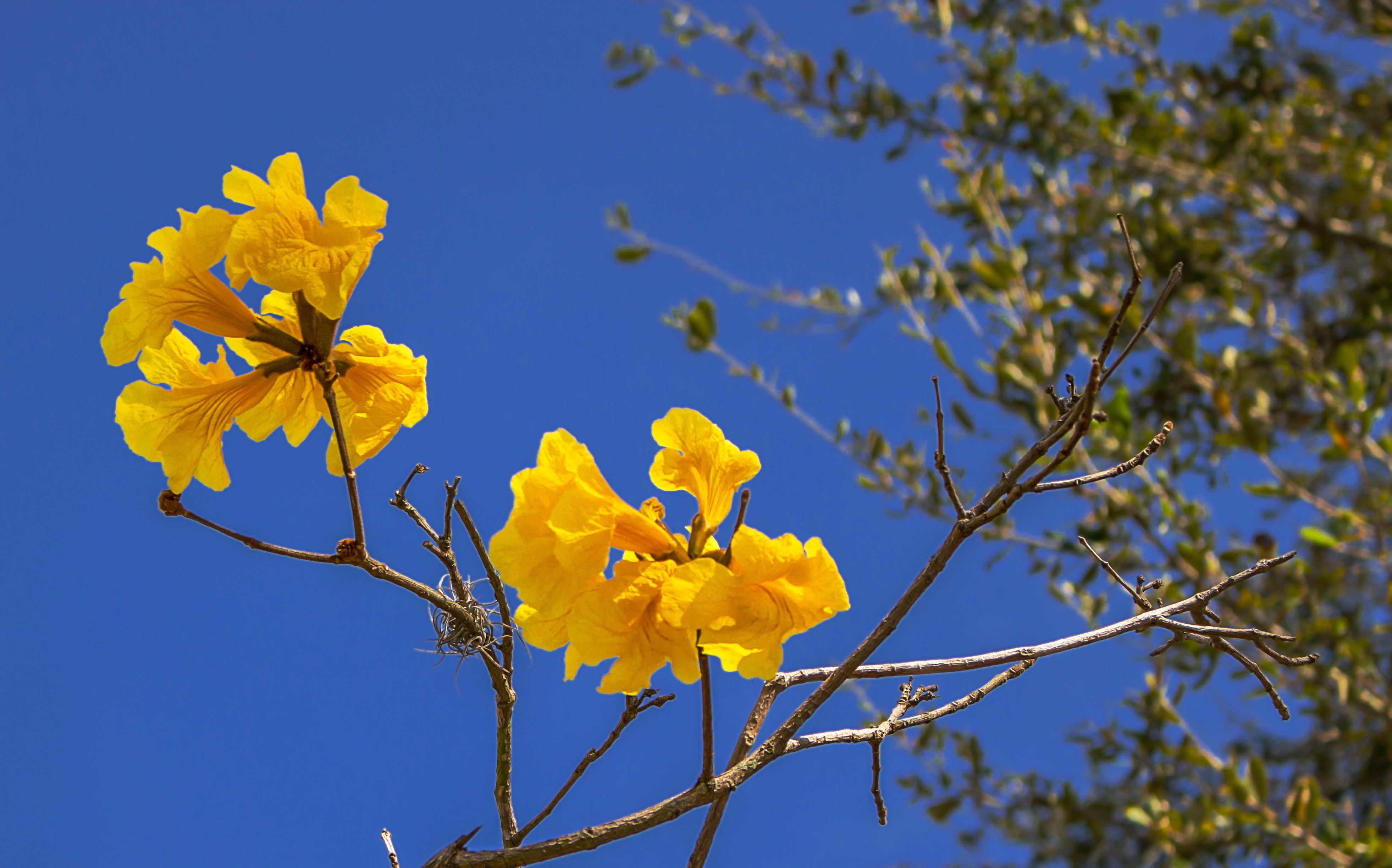 2 yellow flowers