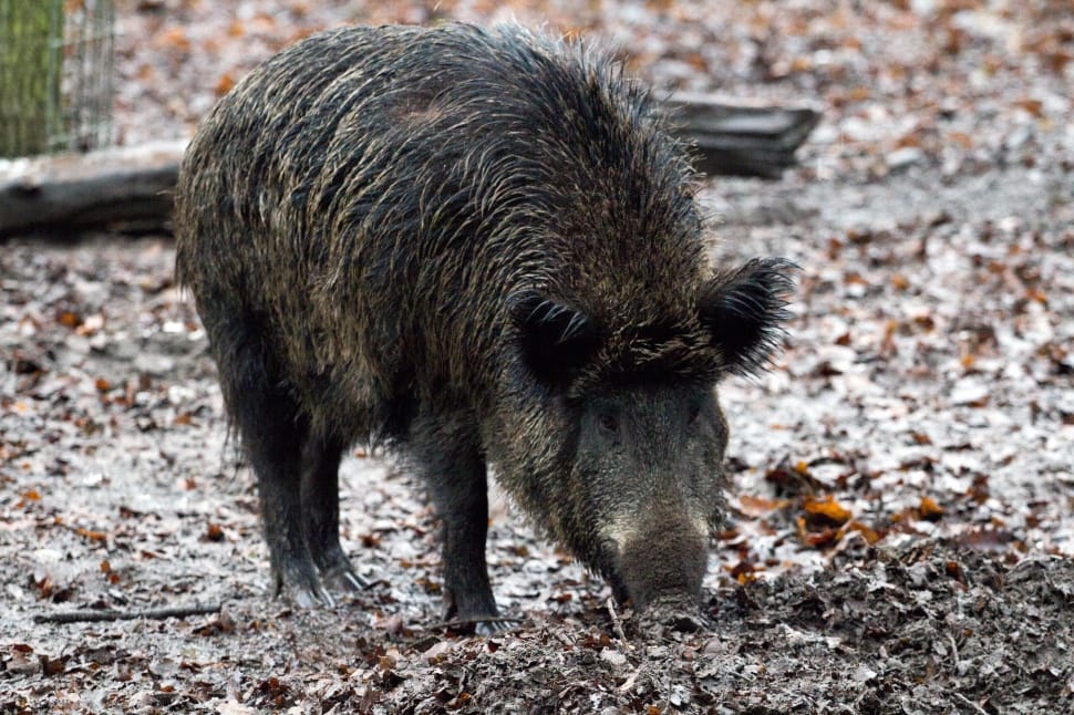 Wild, Wild Boars, Forest, Nature, animal wildlife, one animal preview