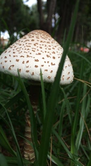 beige and brown mushroom thumbnail