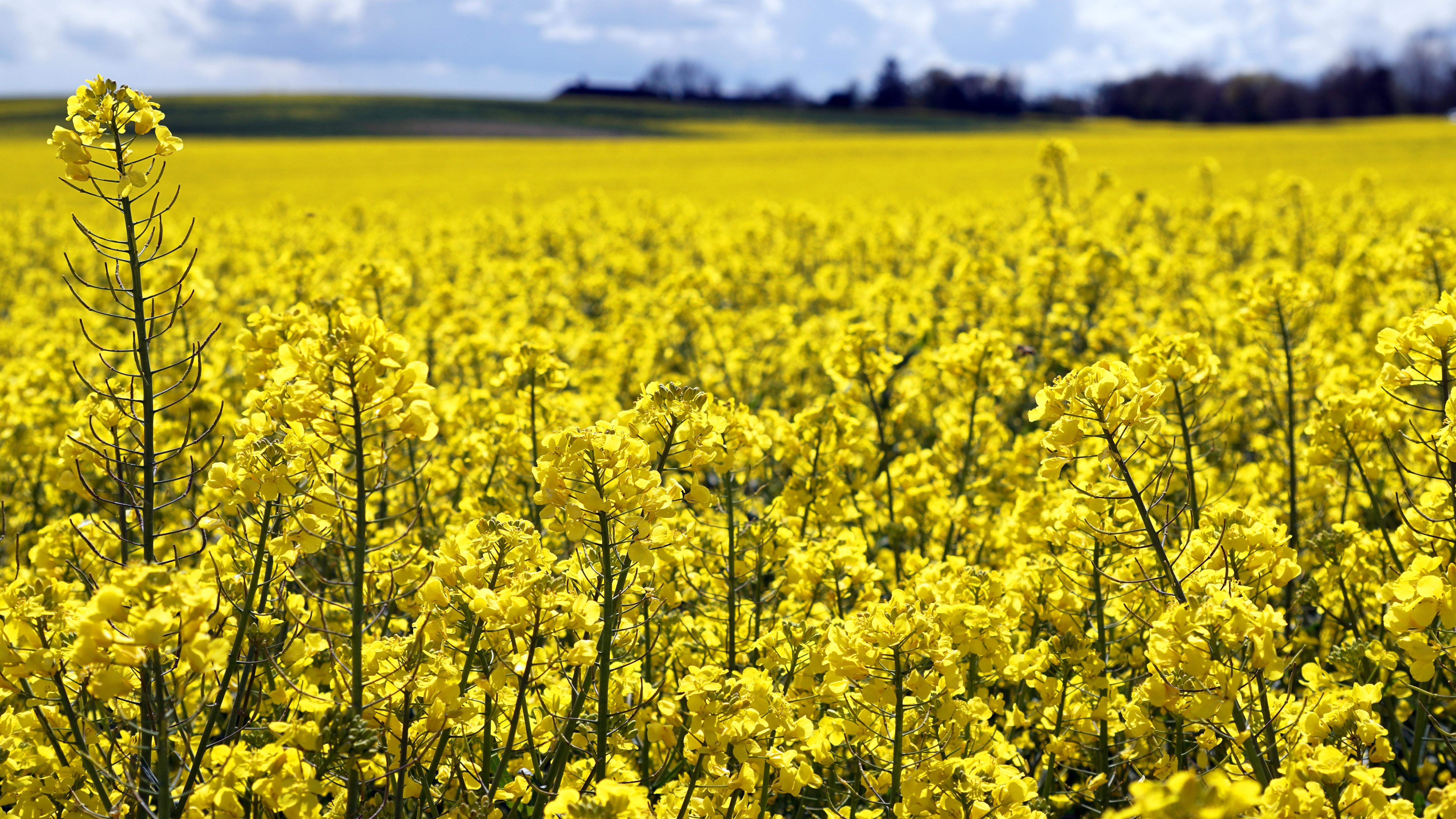 Горчица сарептская — Brassica juncea