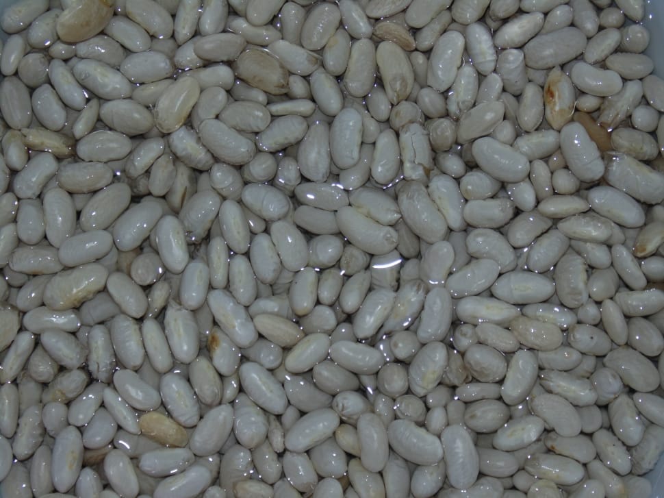 gray beans lot preview
