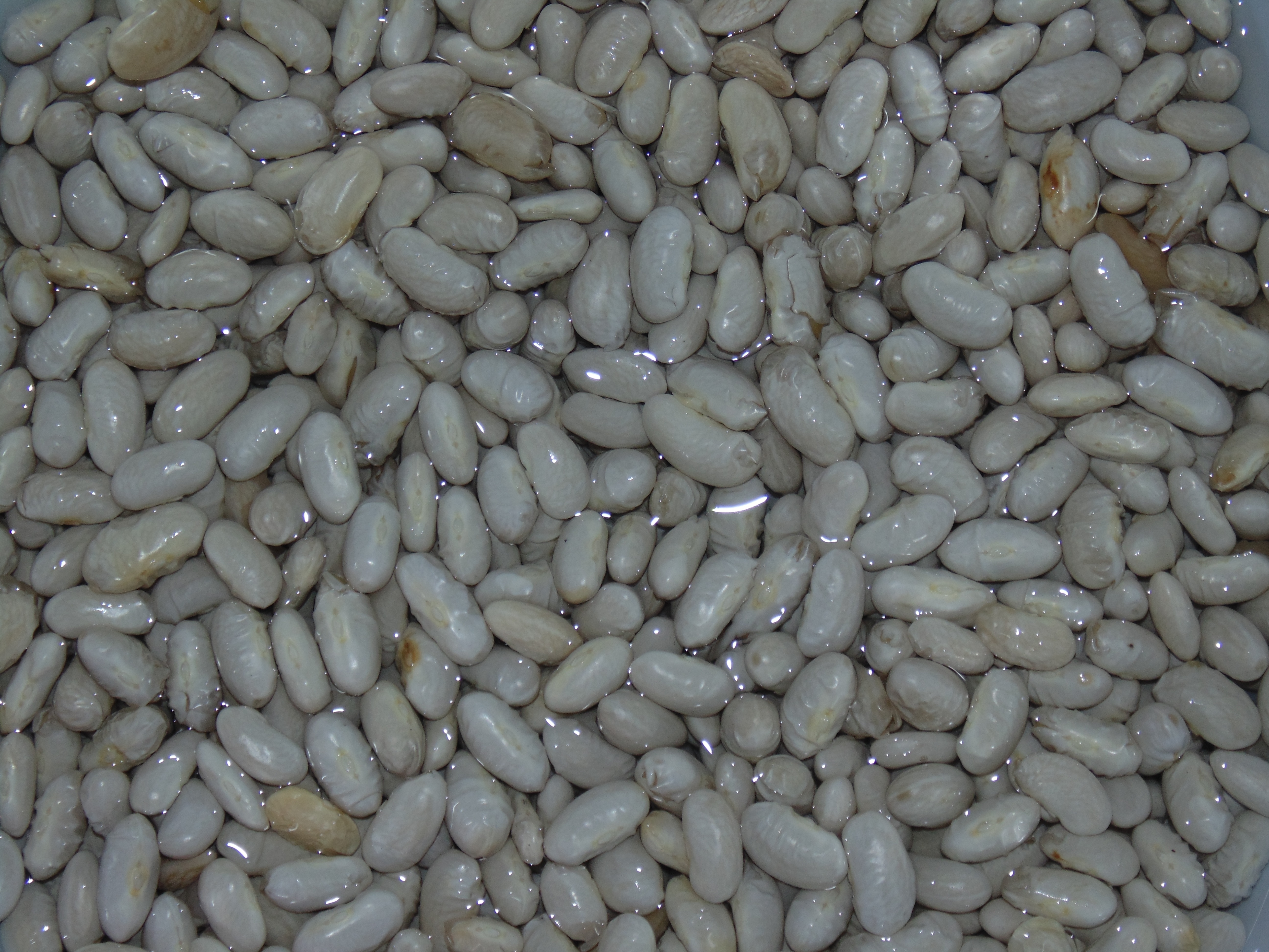 gray beans lot